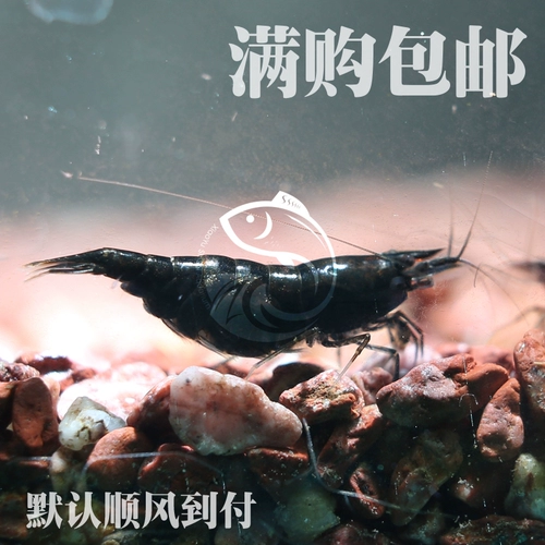 Продвижение с ограниченным временем ~ Черные шоколадные креветки черные рисовые креветки King Kong можно смешать с кристаллическими креветками, живое тело домашних креветков