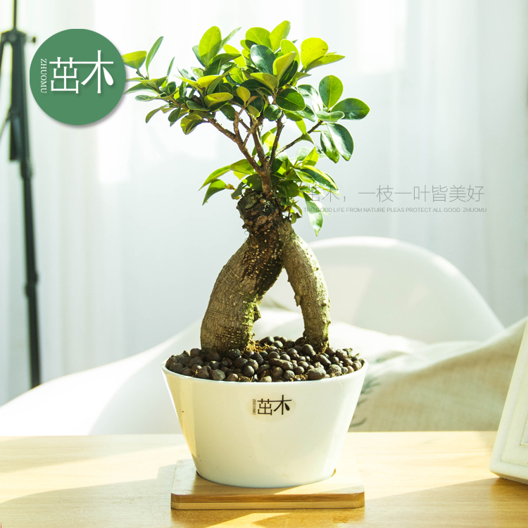 ��ľС����