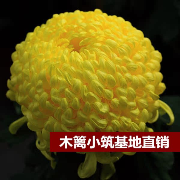 限时特价 盆栽菊花【黄狮】菊花苗 四季菊花菊花 当年开花