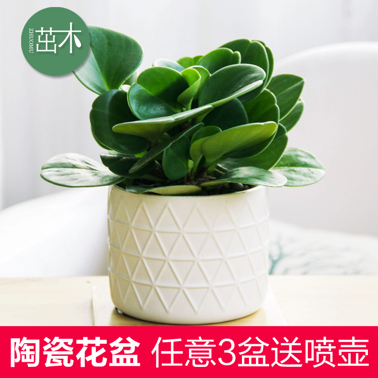 ��ľ�����̱�������12013