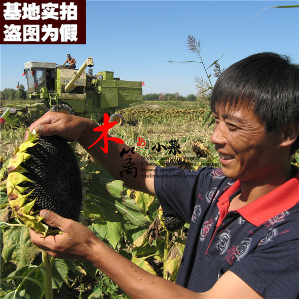 【油葵16】矮向日葵 食用向日葵 切花向日葵 油葵【20粒】