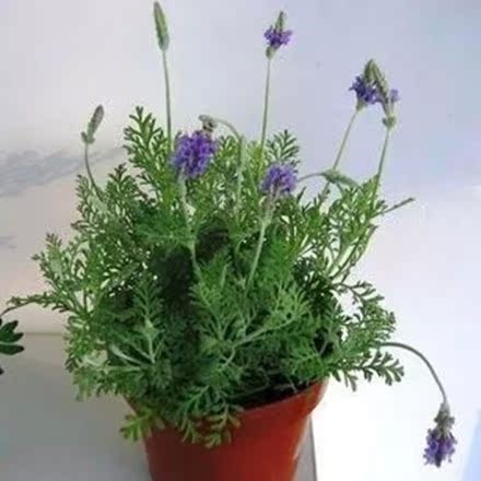 薰衣草 紫色薰衣草苗 净化空气 香草盆栽花卉办公室内桌面盆栽