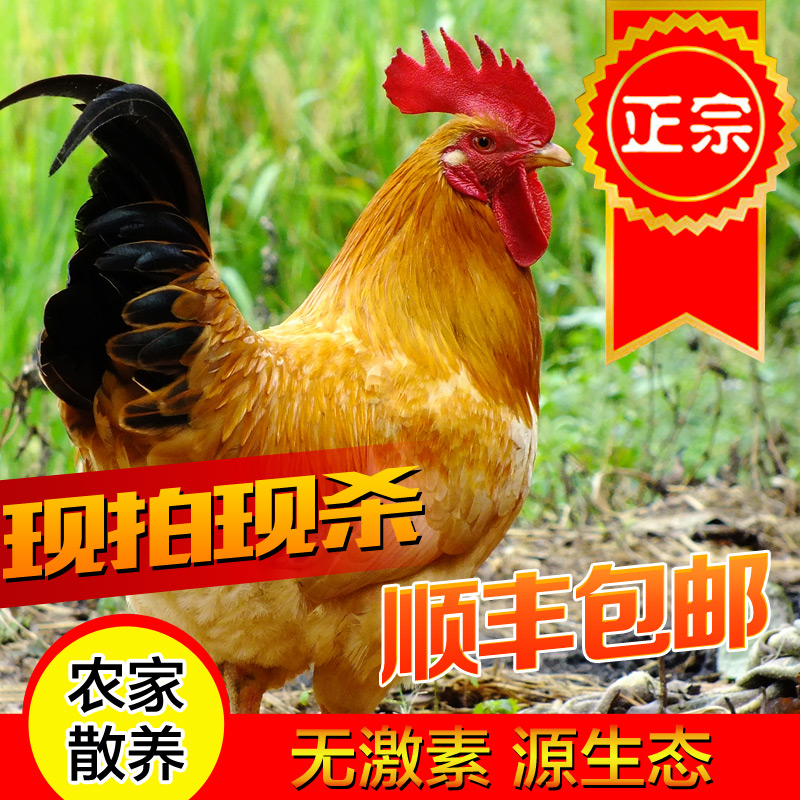 Native Hong Kong Countryside Farmhouse Loose Raising Giant Chicken Earth Rooster Chai Chicken Grass Chicken Kill Live Chicken Broiler Chicken Suitable For Red Fever