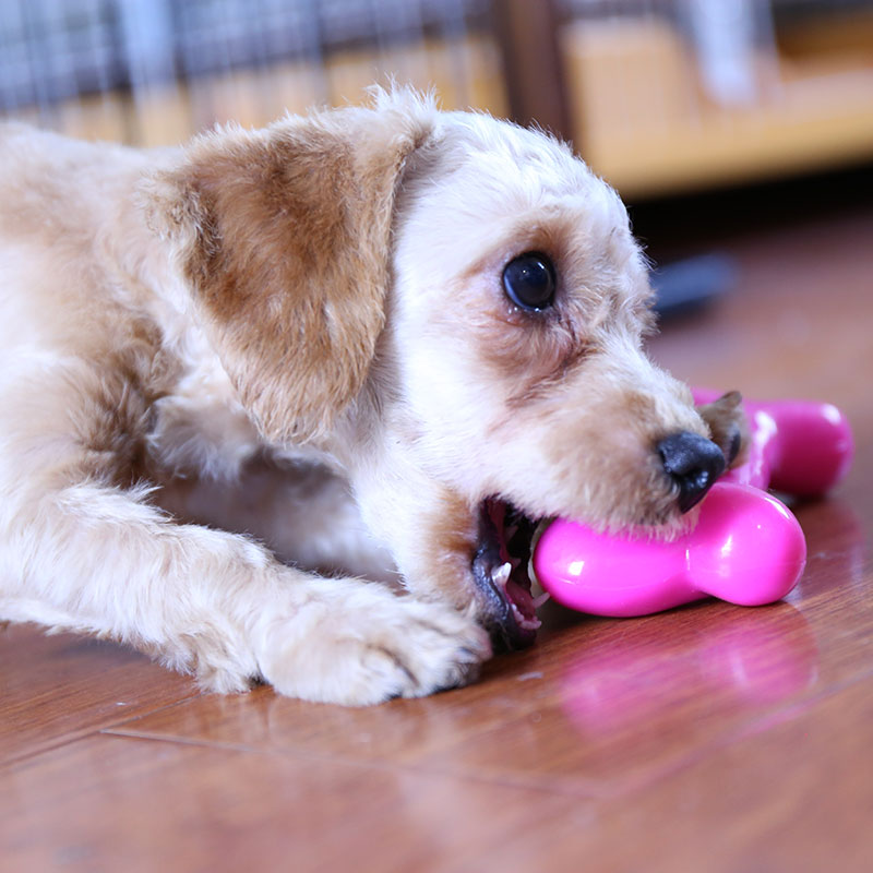 多格漫 中小型犬狗狗玩具 耐咬弹力磨牙骨泰迪金毛幼犬宠物狗玩具