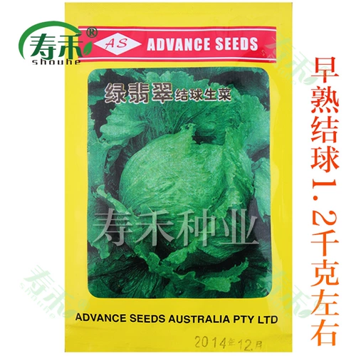 Шарики из салата для семян, семена салата, зимние зимние четырех сезона в горшке, салат семена семян семян семян семян семян семян.