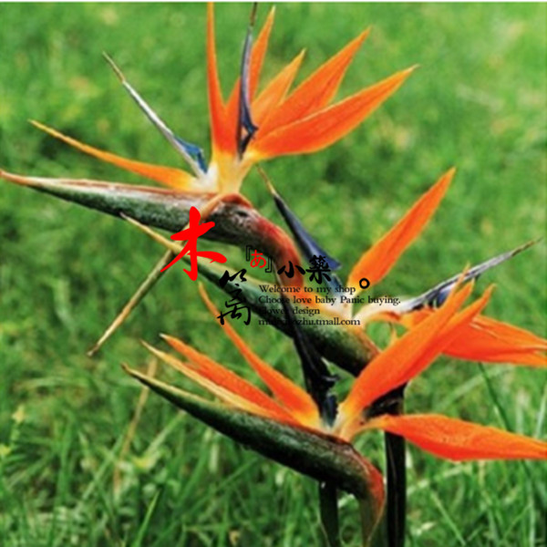 室内盆栽花卉【鹤望兰12】天堂鸟 吸甲醛 鹤望兰苗 鹤望兰盆栽