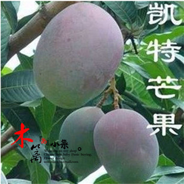【凯特芒】室内外庭院盆栽地栽芒果花苗 芒果树 南北方种植产量高