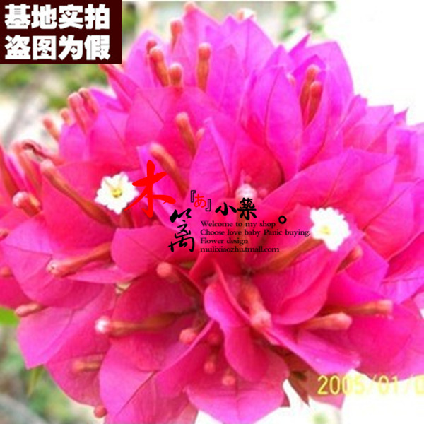 【舞莎之梦16】盆景室内绿植 盆栽重瓣三角梅苗 攀援花卉