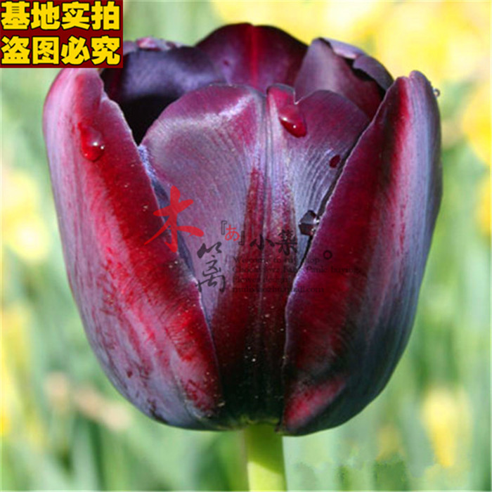 【夜皇后16】带芽郁金香球根阳台桌面花卉盆栽郁金香花苗