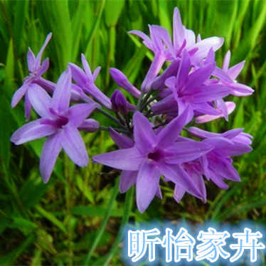紫嬌花洋韭洋韭菜叢生開花壯觀草花地被園藝盆栽地栽苗