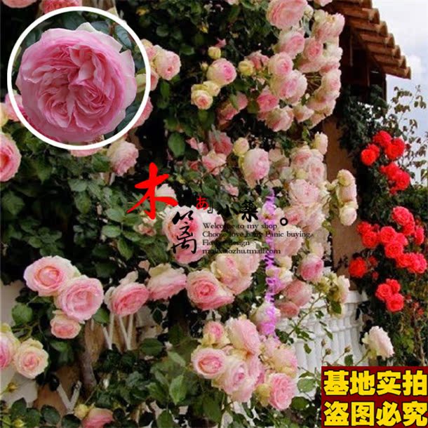 【银禧庆典16】多花蔷薇花苗爬藤攀援 藤本月季玫瑰苗 地栽盆栽