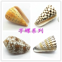 Natural conch shell Corn snake moire vase Cream taro snail fish tank set creative home decoration ornaments