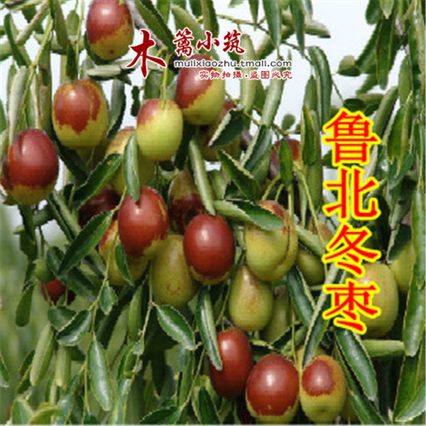 枣树 嫁接枣苗 【鲁北冬枣】味极甜 阳台庭院绿植盆栽 枣子苗