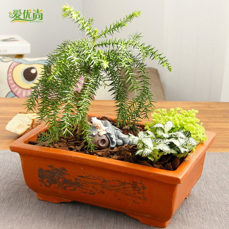 ������ʦ������