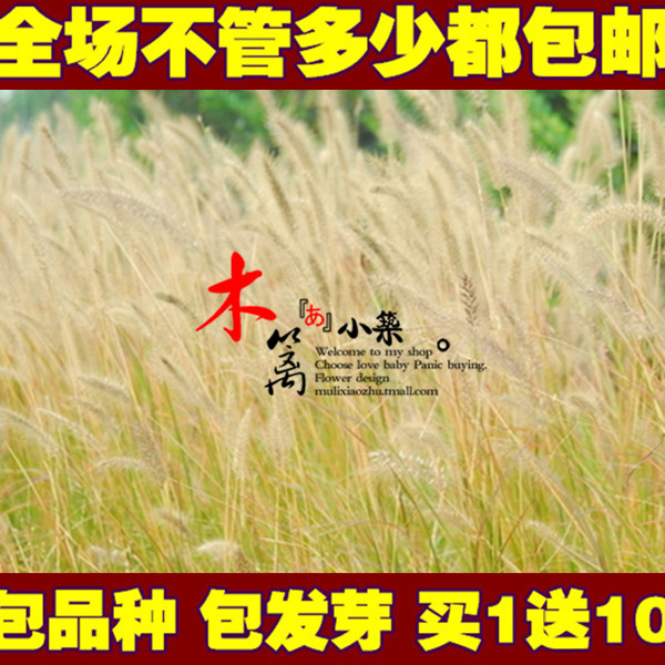 护坡观赏狼尾草16 狗尾巴草 狗尾草 芮草