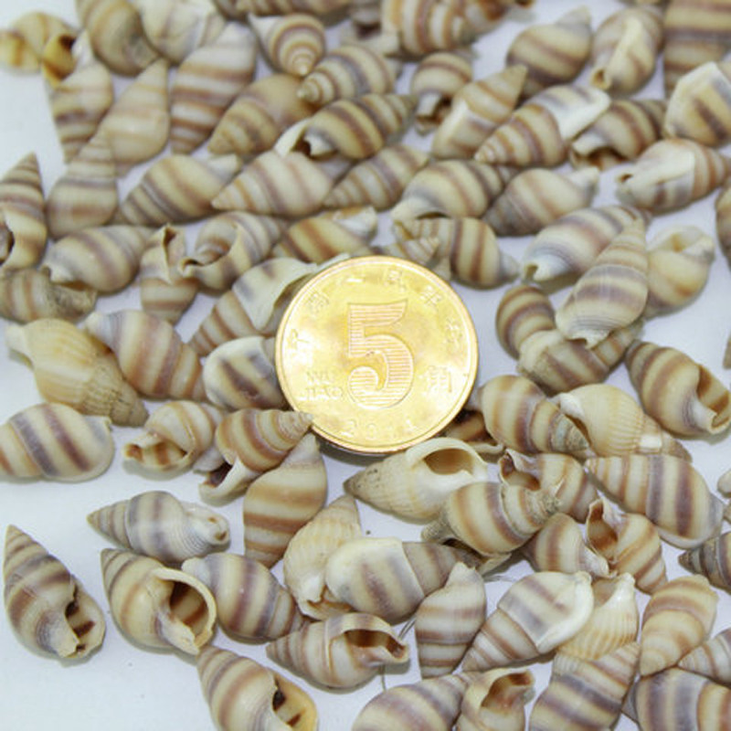 Natural shell conch small zebra snail wall stickers floor wedding decoration shell fish tank landscaping 1 yuan 50