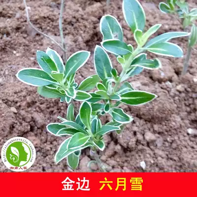 金边六月雪白花紫花六月雪青叶六月雪满天星精品微型盆景素材 金边六月雪白花紫花六月雪青叶六月雪满天星精品微型盆景素材
