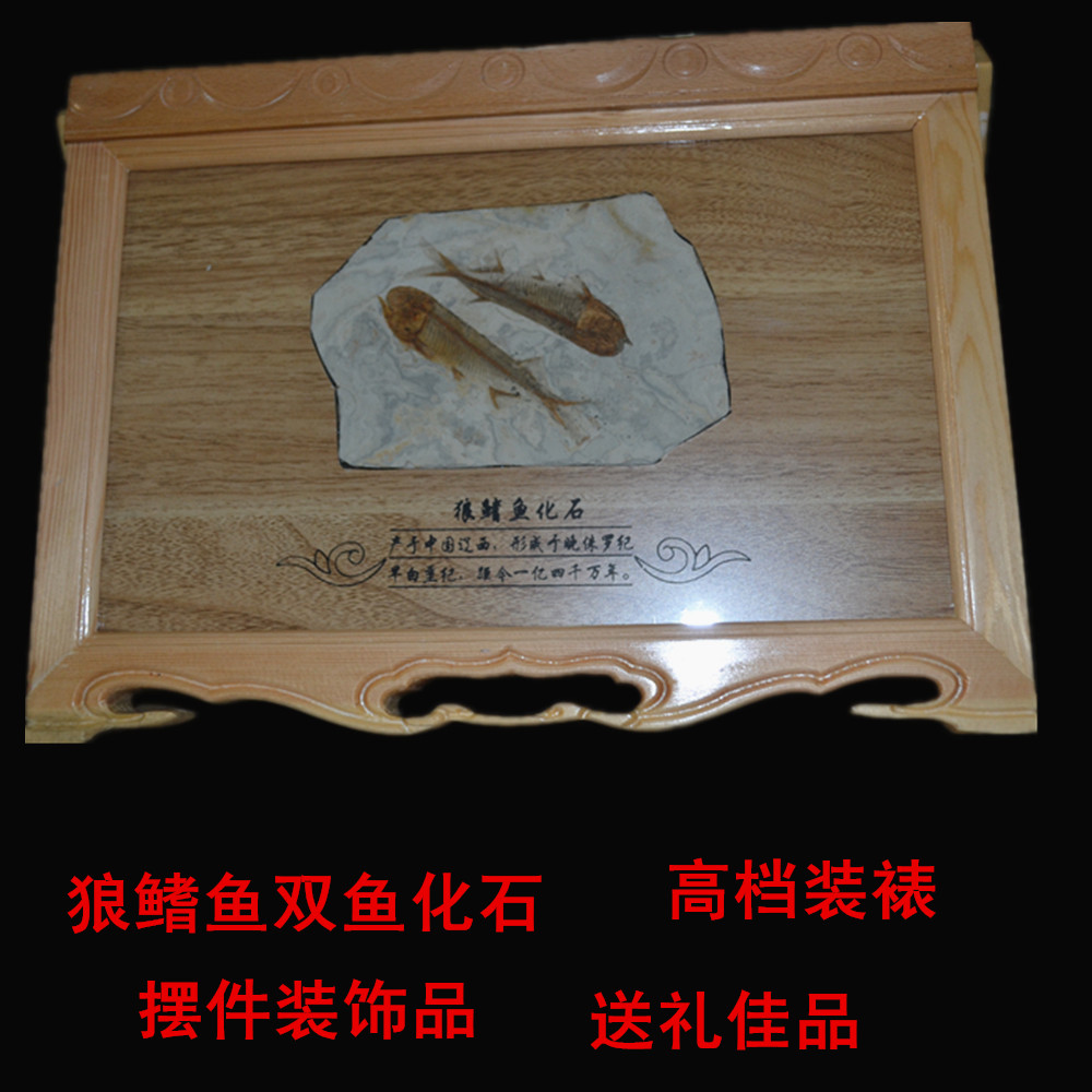 Boutique Liao Xi Chaoyang Ancient Bio Fish Fossil Send Gift Canon Solid Wood Pendulum Table Original Stone Specimen Sole Plate Double Fish