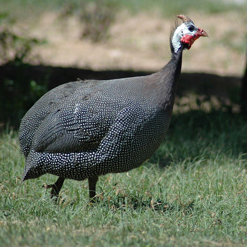 阎罗谷 现杀 2年散养珍珠鸡 1.4Kg ￥258包邮