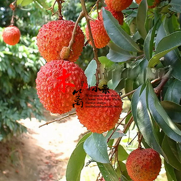【鸡嘴】盆栽地栽苗木 荔枝苗 荔枝王 阳台庭院地栽盆栽荔枝苗