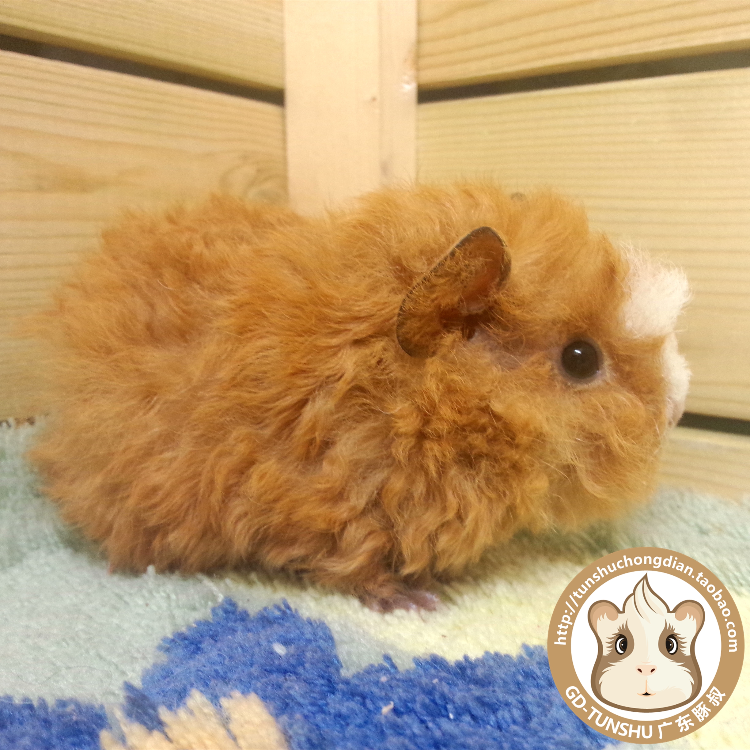 baby teddy guinea pig