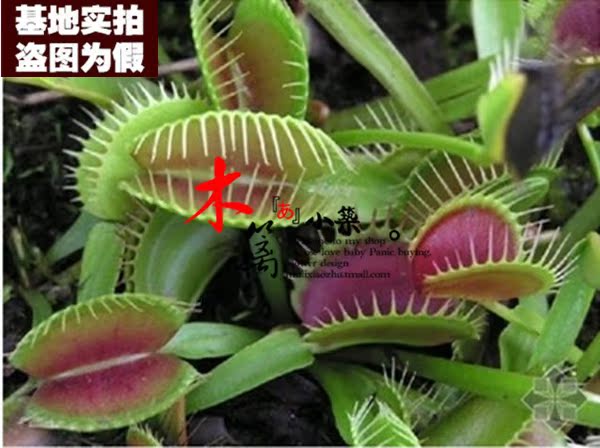 【美人齿捕蝇草16】盆栽花卉 食虫草 捕蝇草 夏季驱蚊 20粒