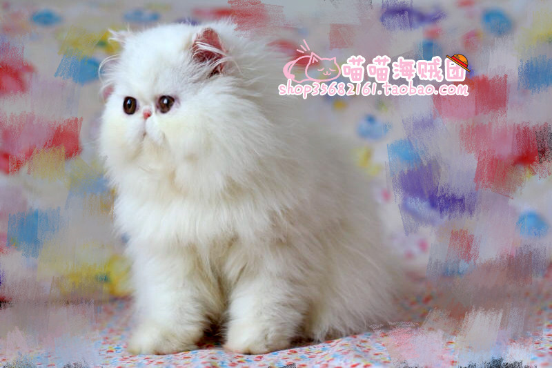 Pure CFA pedigree pure white mother long-hairy cat Persian cat exotic short-hairy cat Garfield has arrived at a new home in Guangzhou