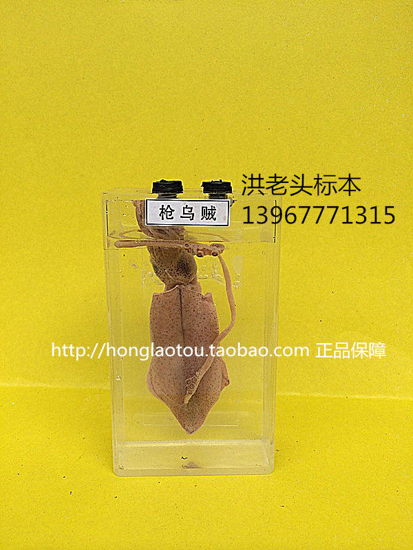 耳乌贼浸制标本洪老头标本海洋生物教学标本中小学幼教配套标本