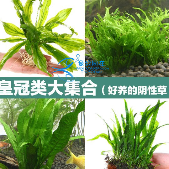 Iron Crown Fine Leaf Iron Deer Corner Iron Crown Water Grass Fish Tank Aquarium Building View Living Grass Rear View Water Grass