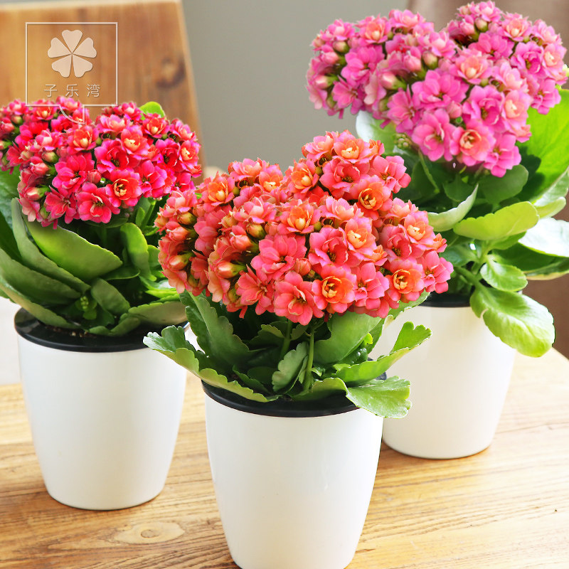 �������辰���ٻ�����