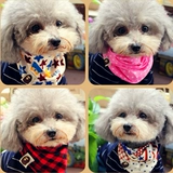 Специальное предложение с собакой Тедди Баррин Шерри Одежда