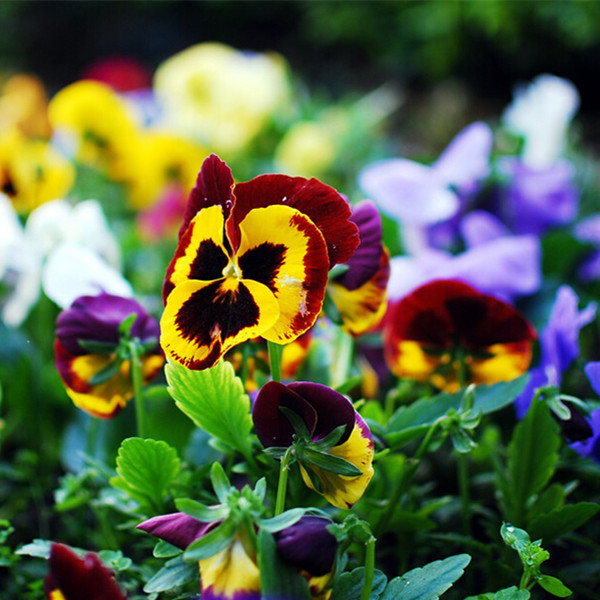 花卉室内花种三色堇【混色小花】花种盆栽花草四季播种精品