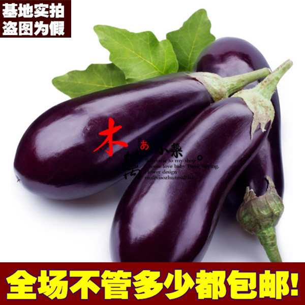寿光 日本黑贵人长茄 茄子露天大棚均可 紫茄