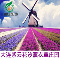 Purple Cloud Flowers Lavender Manor Estate-Big Ticket] Dalian Ziyun Lavender Grass Estate Tickets