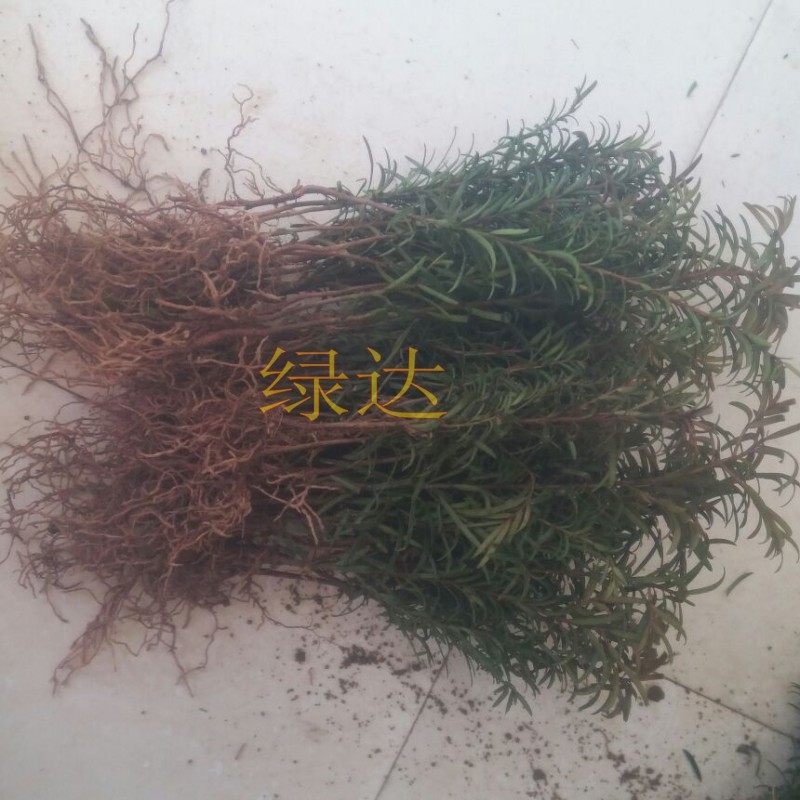 �̴﹤���̻���