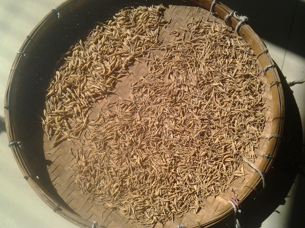 Wild wheat winter sulfur - free ugly wheat half a pound 250 grams