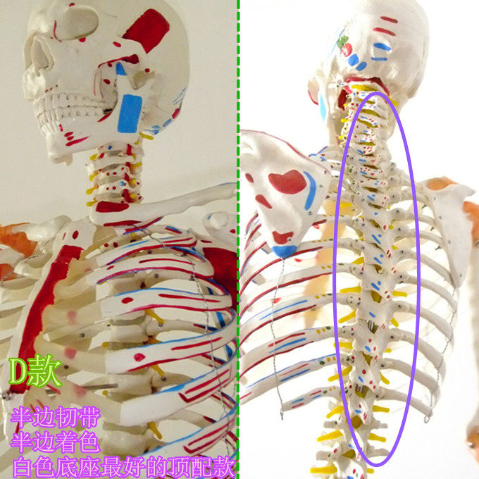 医用 175CM人体骨骼附半边肌肉着色韧带医用骨骼模型骨架模型标本