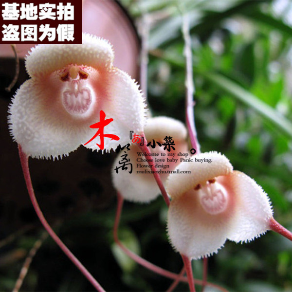 【嫩猴16】猴面兰花盆栽花卉兰花苗大花蕙兰 蝉兰 虎头兰当年开