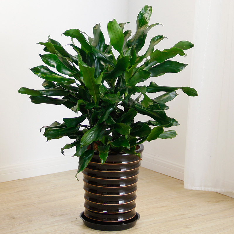 �������辰00029