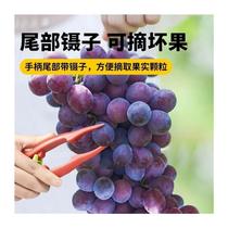  Grapes picking and cuts of prickly pepper winter dates A cut of fruit picking pliers Rare Fruit Cut of Sprout Scissors