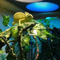 Chameleon pet e lizard reptile green hyena exotic pet high crown reptile pet large small simulated climbing vine branches and vines