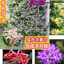Xinjiang windmill jasmine climbing plant pink seedling climbing flower cold-resistant courtyard balcony potted plant strong fragrance