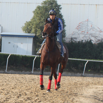 Equestrian horse leggings horse leggings 4 pieces of multi-color flannel horse equipment K eight-foot dragon BCL33850