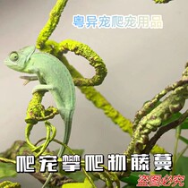 Chameleon pet lizard Lizard Reptile green hyenas Green Hyena-Canopy Climbing large small emulation Climbing Vine twigs.