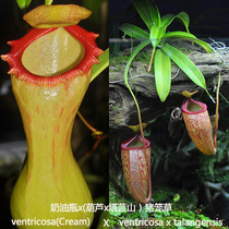 Cream bottle x (Gourd x Tower Blue Mountain) Nepenthes Solid seedlings Small Cordyceps Tangerine Herbivore Rare Insectivorous plant