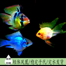 Blue Bozi Golden Bozi Tropical small fish Ornamental live avatar Dutch Phoenix fish Short snapper male and female