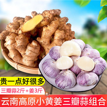 Yunnan specie Rooping fresh small yellow ginger purple leather three petals garlic old ginger ginger 5 catty garlic vegetables non-only round garlic