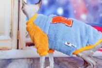 YH-double-sided lamb velvet light and soft warm spring warm thick Sweaty sweaty cat clothes thick