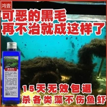 Anti-snail removal of brown algae and algae cleaning grass tank removal of fish tank green moss removal does not hurt shrimp black hair algae eat not hurt