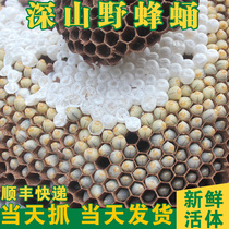 Deep mountains fresh live wild bee pupae living horse hive wasp hornet wasp tiger head bee wasp worm live bee pupae